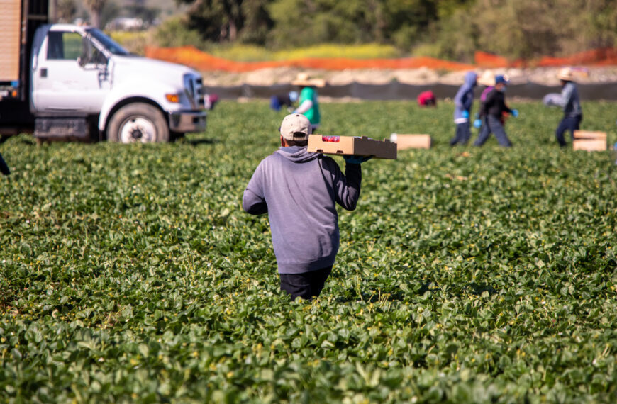 El costo oculto de los alimentos: una nación alimentada por inmigrantes